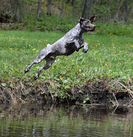 german shorthaired pointer jumping into the riverの写真素材