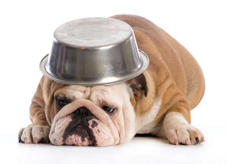 hungry dog - english bulldog laying down with dog bowl on head on white backgroundの写真素材