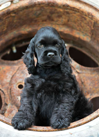 american cocker spaniel puppy sitting inside a rusted car tireの写真素材