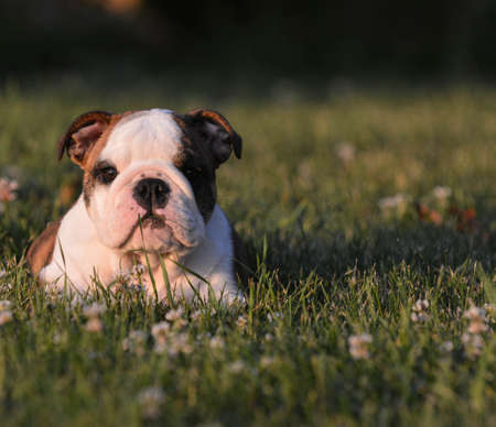 puppy with piece of grass in mouth - english bulldogの写真素材