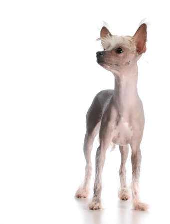 chinese crested puppy standing on white backgroundの写真素材