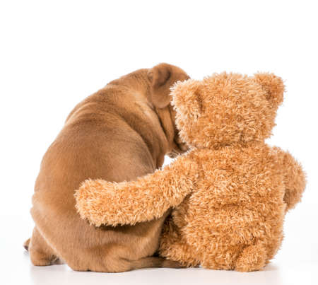 dog and teddy bear with their arms around each otherの写真素材