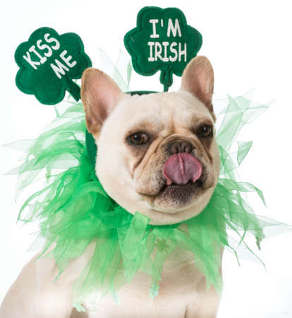 St Patricks Day dog - french bulldogの写真素材