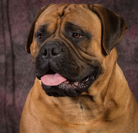bullmastiff male portrait on purple backgroundの写真素材