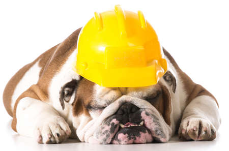 dog wearing construction hat isolated on white backgroundの写真素材