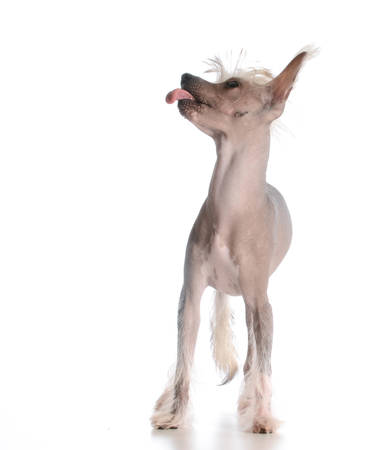 dog sticking out tongue - chinese crested on white backgroundの写真素材
