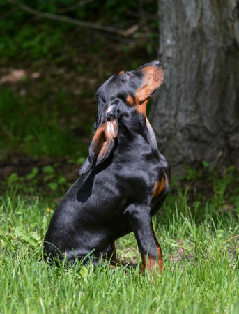 black and tan coonhound puppy sitting in the grassの写真素材
