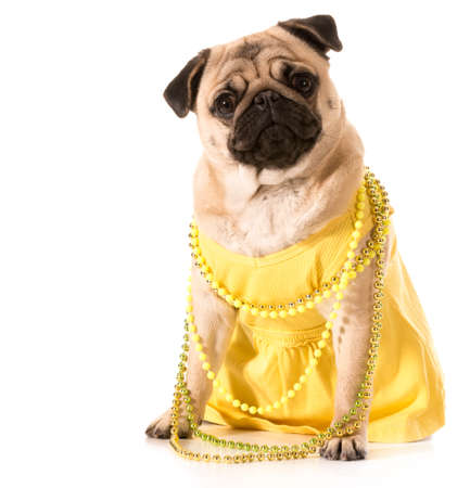 female pug wearing yellow sundress and beads isolated on white backgroundの写真素材