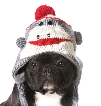 french bulldog wearing winter hatの写真素材
