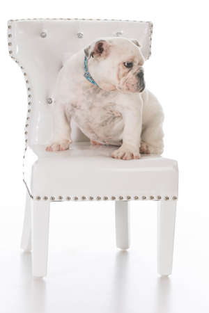 english bulldog puppy sitting on a white chair on white backgroundの写真素材