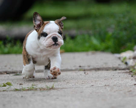english bulldog puppy running on the sidewalkの写真素材
