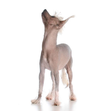 dog looking up - chinese crested puppy isolated on white backgroundの写真素材