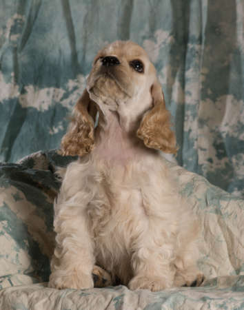 cute american cocker spaniel puppy sitting on green backdropの写真素材