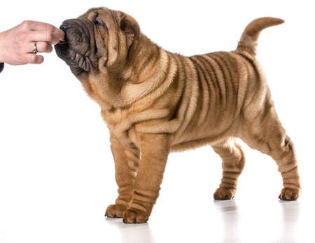 giving a treat to a dog - chinese shar pei puppy getting a treat isolated on white backgroundの写真素材