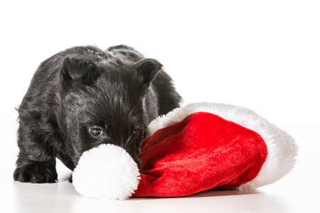 christmas puppy - scottish terrier puppy tugging on santa hat isolated on white backgroundの写真素材