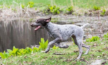 german shorthaired pointer running by the edge of a pondの写真素材