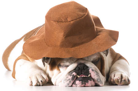 dog wearing cowboy hat on white background - english bulldogの写真素材