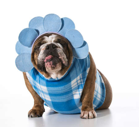 dog with funny expression wearing coat and matching headband on white background - english bulldogの写真素材