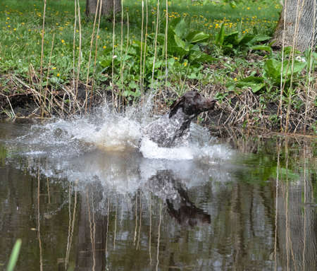 german shorthaired pointer jumping into the riverの写真素材