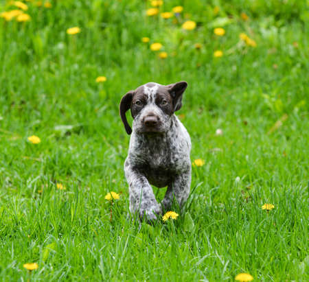 puppy running in the dandelions - german shorthaired pointer puppyの写真素材