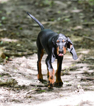 black and tan coonhound walking on a pathwayの写真素材