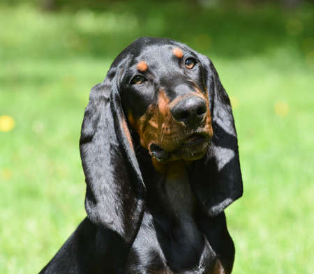 black and tan coonhound portrait outdoorsの写真素材