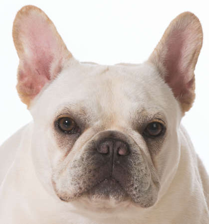 french bulldog puppy portrait on white backgroundの写真素材
