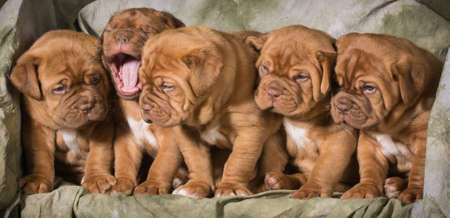 litter of dogue de bordeaux puppies - 5 weeks oldの写真素材
