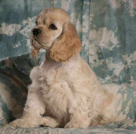 cute american cocker spaniel puppy sitting on green backdropの写真素材