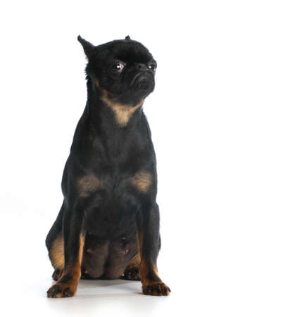 brussels griffon sitting looking at viewer isolated on white backgroundの写真素材
