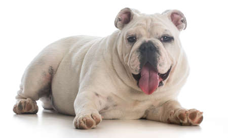 english bulldog puppy laying down panting on white backgroundの写真素材