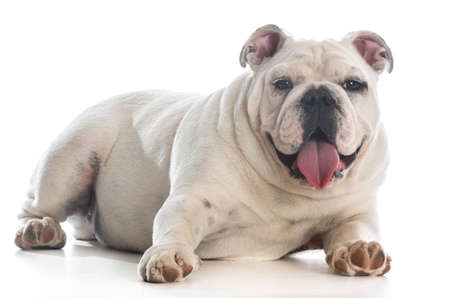 english bulldog puppy laying down panting on white backgroundの写真素材