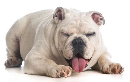 dog laughing - six month old english bulldog with silly expressionの写真素材