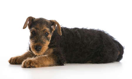 airedale terrier puppy laying down looking at viewer on white backgroundの写真素材