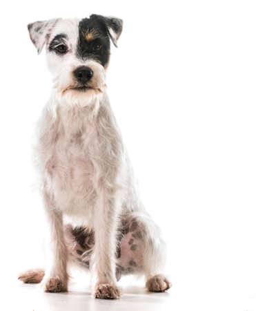 jack russel terrier sittingの写真素材