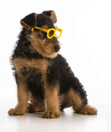 cute airedale terrier puppy wearing glasses sitting on white backgroundの写真素材