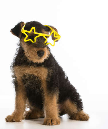 cute airedale terrier puppy wearing star shaped glasses sitting on white backgroundの写真素材