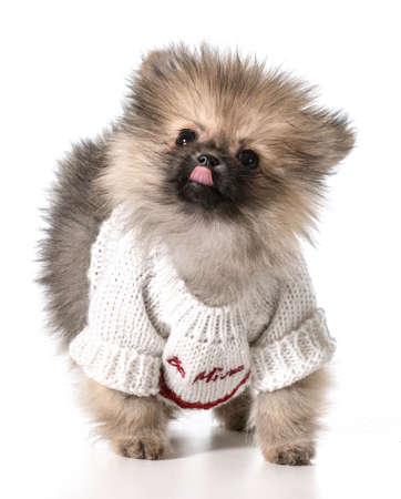 pomeranian wearing valentines day sweaterの写真素材