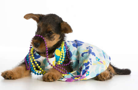 female airedale terrier puppy wearing dress and colorful beads on white backgroundの写真素材