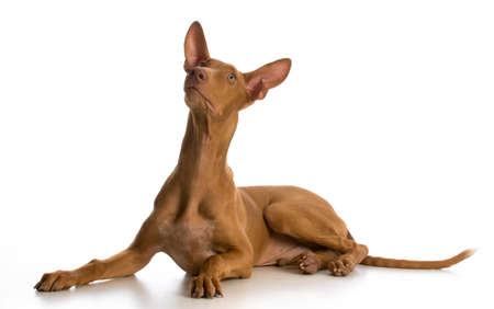 pharoah hound puppy laying down looking up on white backgroundの写真素材
