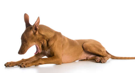tired dog - pharoah hound yawning on white backgroundの写真素材