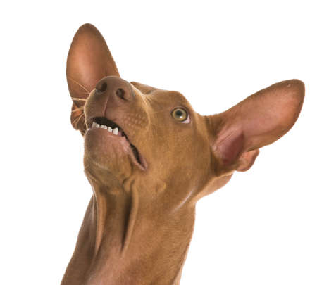 surprised dog - pharaoh hound with funny expression on white backgroundの写真素材