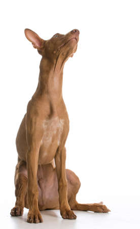 dog looking up - pharaoh hound sitting looking up on white backgroundの写真素材