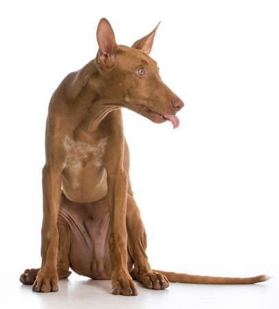 dog with attitude - pharaoh sticking tongue out on white backgroundの写真素材