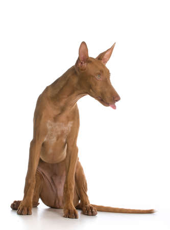 cute puppy with tongue stuck out on white background - pharoah houndの写真素材