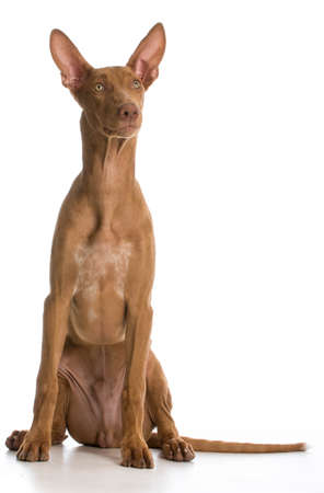 pharaoh hound portrait looking up on white backgroundの写真素材