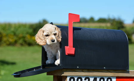 puppy in a mailbox - american cocker spaniel puppy - 8 weeks oldの写真素材