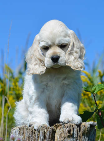 cute american cocker spaniel puppy sitting on a wood stumpの写真素材