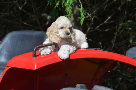 farm dog - cocker spaniel puppy laying on fender of a tractorの写真素材