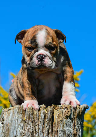 english bulldog puppy sitting on a fence postの写真素材
